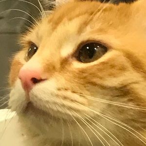 Meet your Posher, Joey